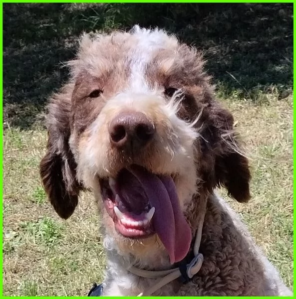 FICARRA, SIMIL LAGOTTINO 2 ANNI | Foto 1