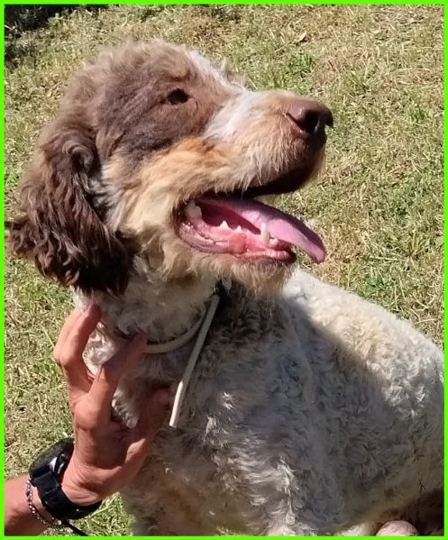 FICARRA, SIMIL LAGOTTINO 2 ANNI | Foto 0