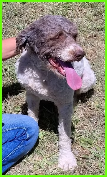 PICONE, SIMIL LAGOTTINO 2 ANNI | Foto 6