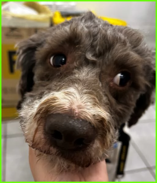 PICONE, SIMIL LAGOTTINO 2 ANNI | Foto 3