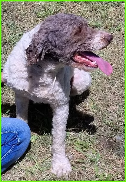 PICONE, SIMIL LAGOTTINO 2 ANNI | Foto 2