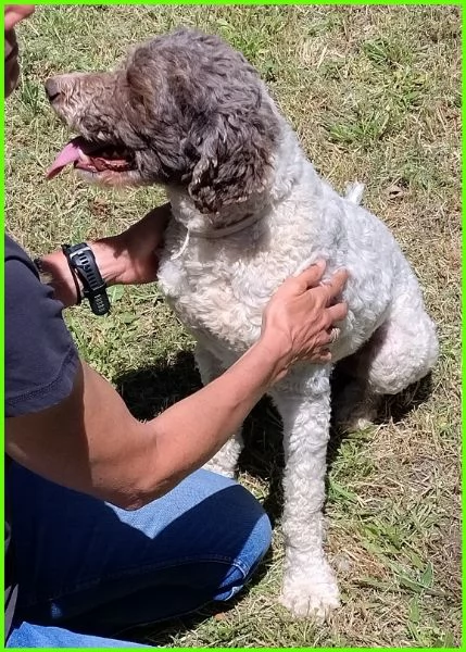 PICONE, SIMIL LAGOTTINO 2 ANNI | Foto 1