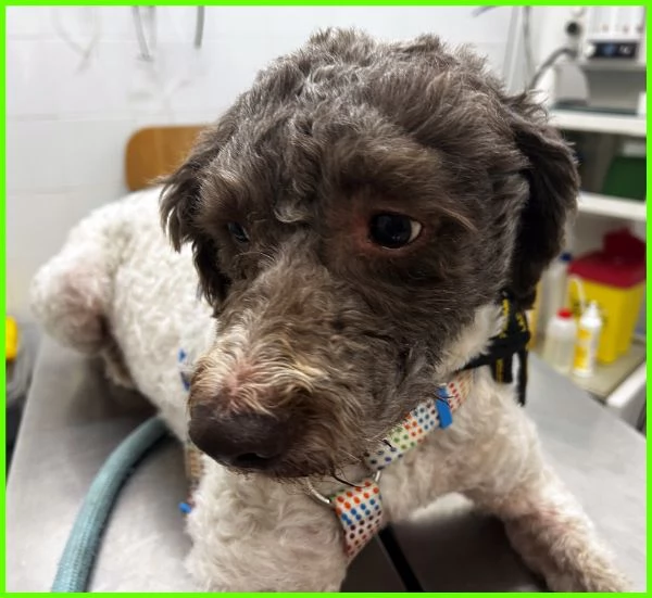 PICONE, SIMIL LAGOTTINO 2 ANNI | Foto 0