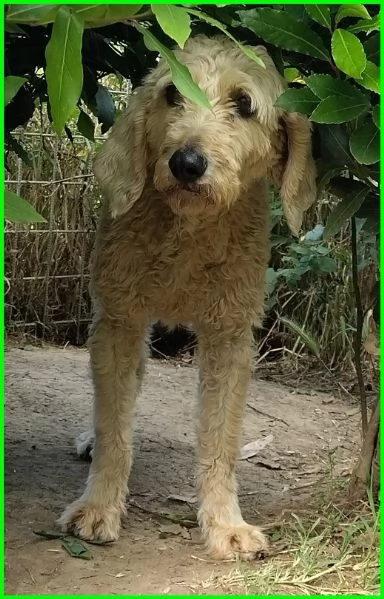 ALDO, SIMIL LAGOTTINO 4 ANNI | Foto 6