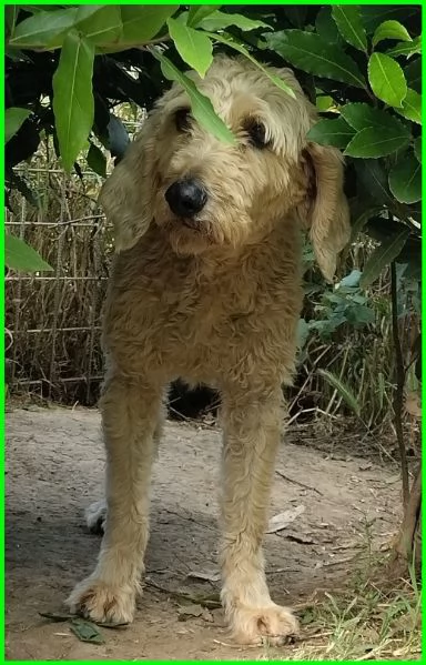 ALDO, SIMIL LAGOTTINO 4 ANNI | Foto 2