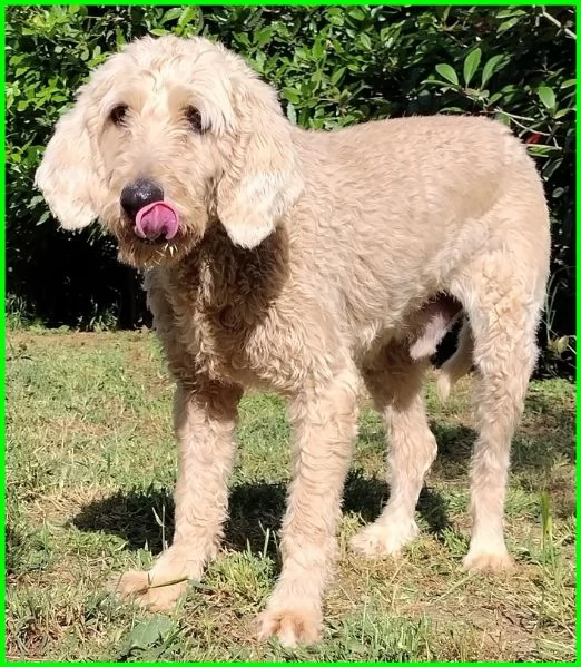 ALDO, SIMIL LAGOTTINO 4 ANNI | Foto 0