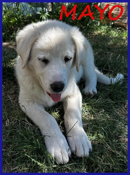 MAYO, CUCCIOLA 2 MESI MIX MAREMMANA