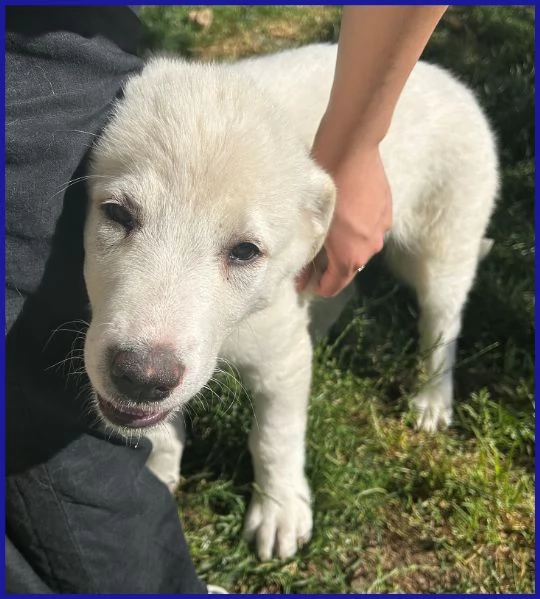 MAYO, CUCCIOLA 2 MESI MIX MAREMMANA | Foto 2