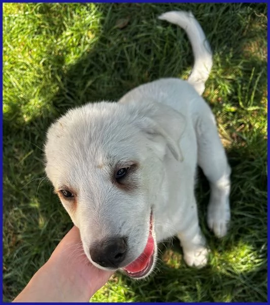 BBQ, CUCCIOLA 2 MESI MIX MAREMMANA | Foto 6