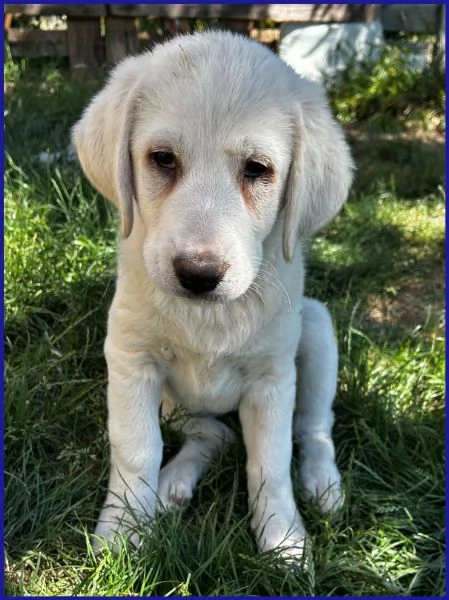 BBQ, CUCCIOLA 2 MESI MIX MAREMMANA | Foto 5