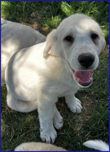 BBQ, CUCCIOLA 2 MESI MIX MAREMMANA | Foto 3