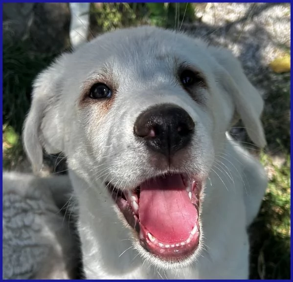 BBQ, CUCCIOLA 2 MESI MIX MAREMMANA | Foto 0