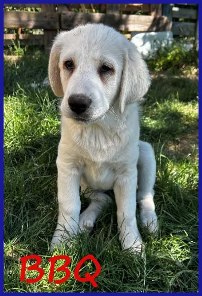 BBQ, CUCCIOLA 2 MESI MIX MAREMMANA