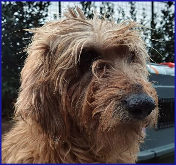 GIOVANNI, SPINONCINO 4 ANNI | Foto 6