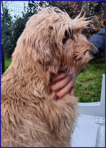 GIOVANNI, SPINONCINO 4 ANNI | Foto 5