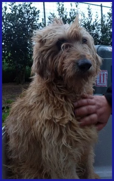 GIOVANNI, SPINONCINO 4 ANNI | Foto 4