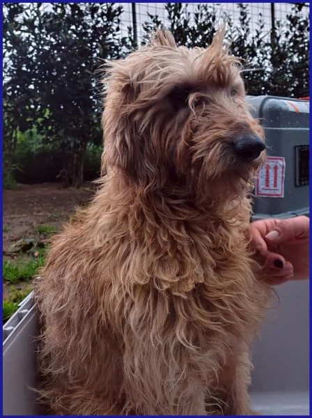 GIOVANNI, SPINONCINO 4 ANNI | Foto 3