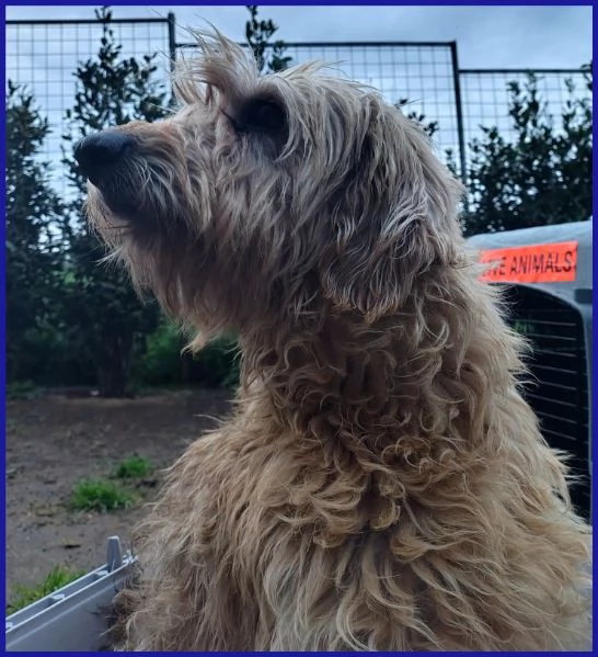 GIOVANNI, SPINONCINO 4 ANNI | Foto 2