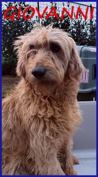 GIOVANNI, SPINONCINO 4 ANNI