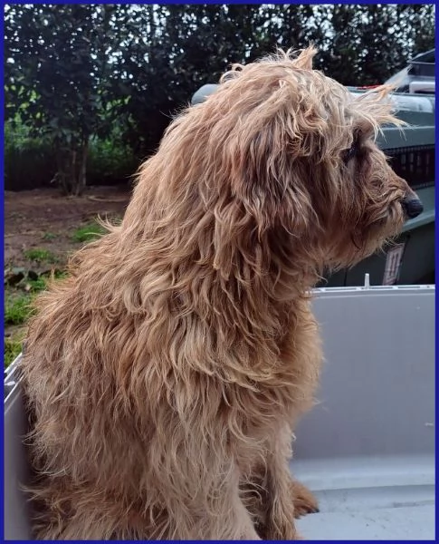 GIOVANNI, SPINONCINO 4 ANNI | Foto 1