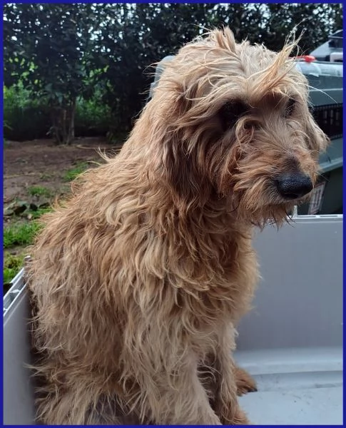 GIOVANNI, SPINONCINO 4 ANNI | Foto 0