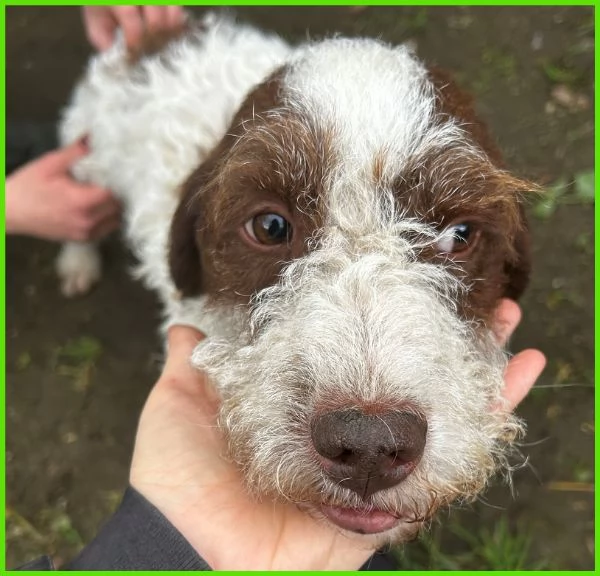 FORLI' GIOVANE CAGNOLINO CON UNA BRUTTA PATOLOGIA  | Foto 5