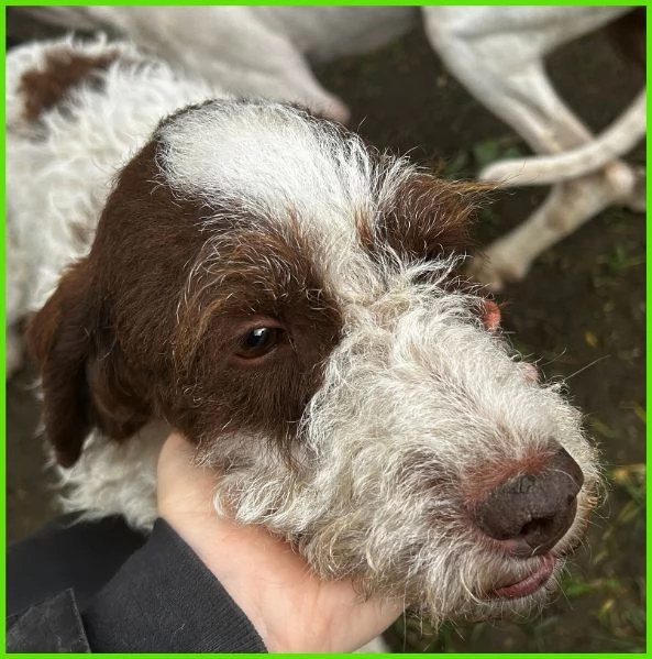 FORLI' GIOVANE CAGNOLINO CON UNA BRUTTA PATOLOGIA  | Foto 4