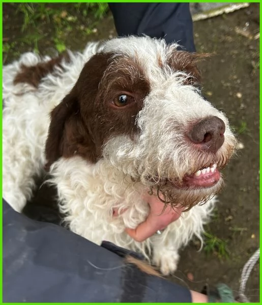 FORLI' GIOVANE CAGNOLINO CON UNA BRUTTA PATOLOGIA  | Foto 2