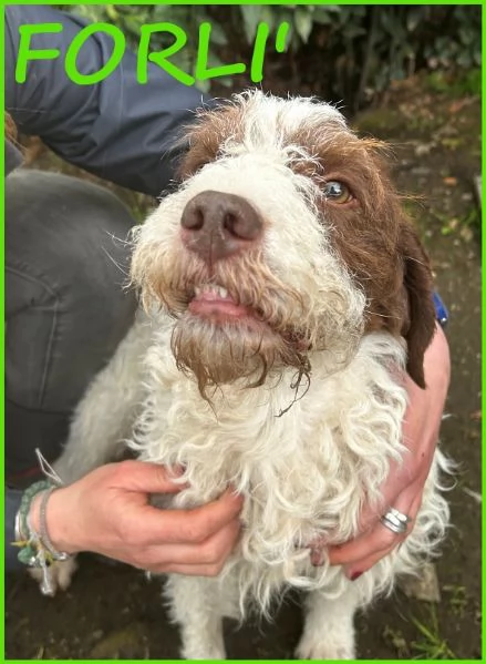 FORLI' GIOVANE CAGNOLINO CON UNA BRUTTA PATOLOGIA 
