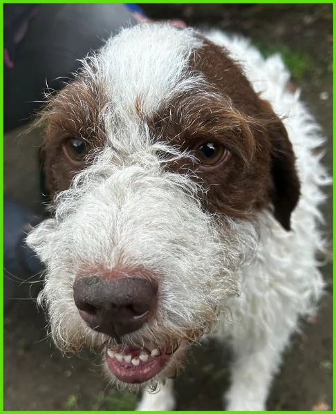 FORLI' GIOVANE CAGNOLINO CON UNA BRUTTA PATOLOGIA  | Foto 1