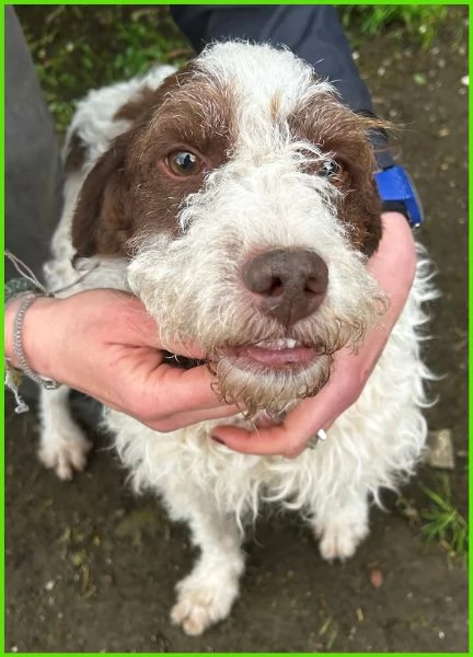 FORLI' GIOVANE CAGNOLINO CON UNA BRUTTA PATOLOGIA  | Foto 0