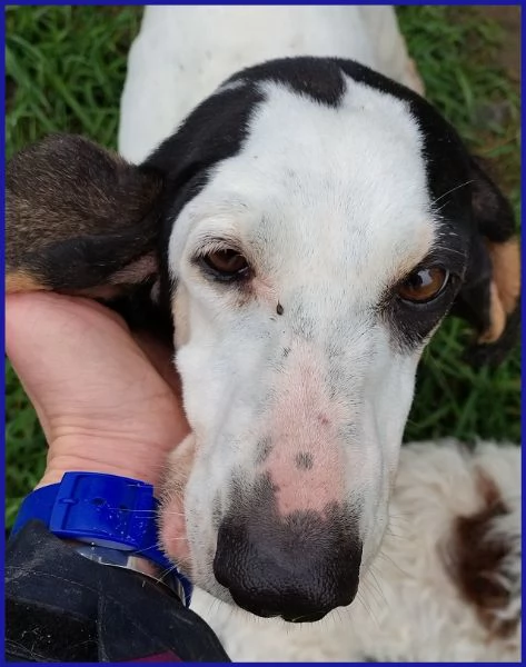 MOIRA SPLENDIDA SEGUGIA 7 ANNI | Foto 5