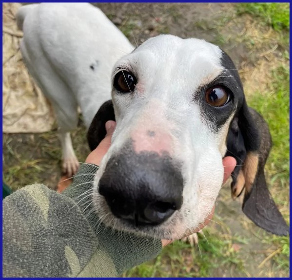 MOIRA SPLENDIDA SEGUGIA 7 ANNI | Foto 3