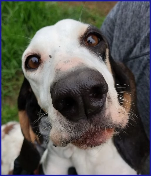 MOIRA SPLENDIDA SEGUGIA 7 ANNI | Foto 2