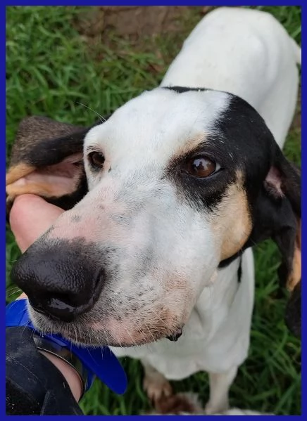 MOIRA SPLENDIDA SEGUGIA 7 ANNI | Foto 0