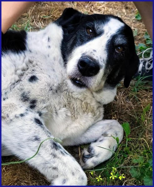 CHIANINA, 12 ANNI IN GABBIA | Foto 6