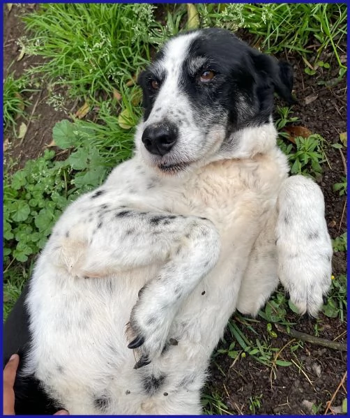 CHIANINA, 12 ANNI IN GABBIA | Foto 5