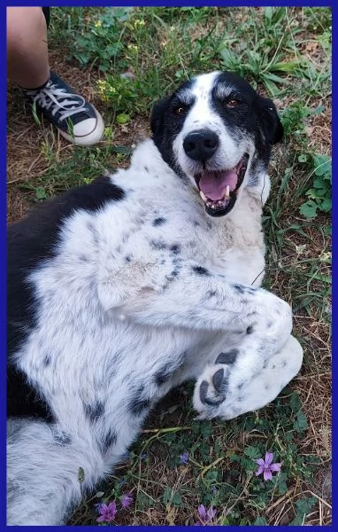 CHIANINA, 12 ANNI IN GABBIA | Foto 4