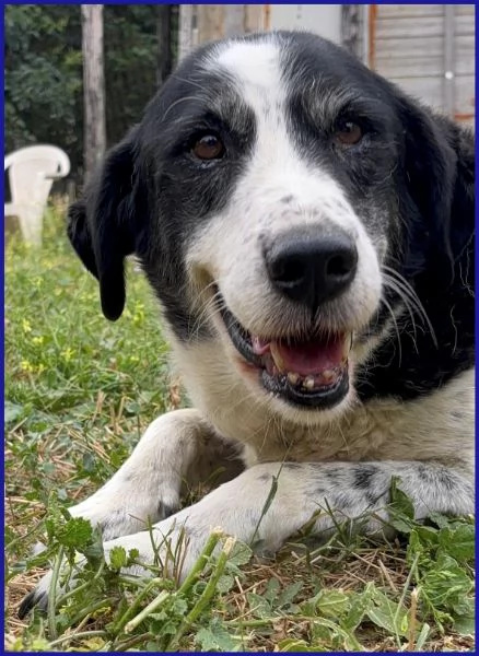 CHIANINA, 12 ANNI IN GABBIA | Foto 2