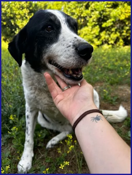 CHIANINA, 12 ANNI IN GABBIA | Foto 1