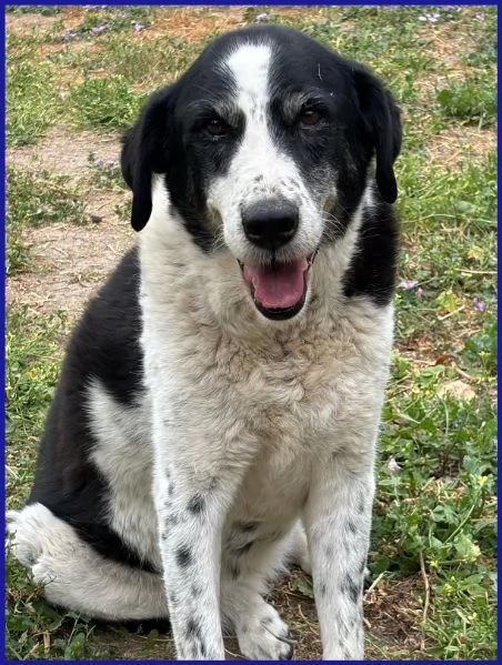 CHIANINA, 12 ANNI IN GABBIA | Foto 0