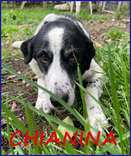 CHIANINA, 12 ANNI IN GABBIA