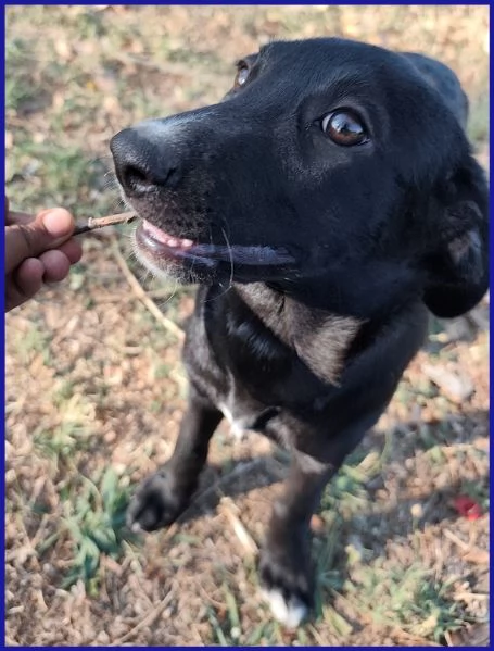 BRENDA, CUCCIOLA 5 MESI | Foto 6