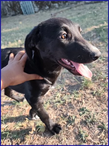 BRENDA, CUCCIOLA 5 MESI | Foto 5