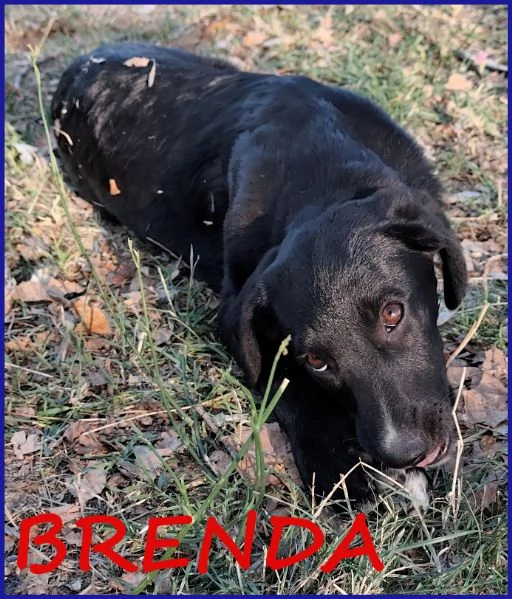 BRENDA, CUCCIOLA 5 MESI