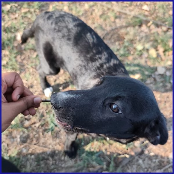 BRENDA, CUCCIOLA 5 MESI | Foto 4