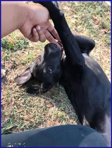 BRENDA, CUCCIOLA 5 MESI | Foto 2