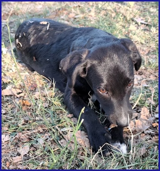 BRENDA, CUCCIOLA 5 MESI | Foto 1