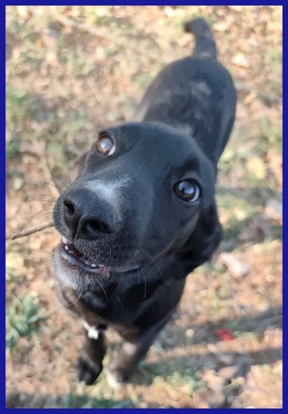 BRENDA, CUCCIOLA 5 MESI | Foto 0