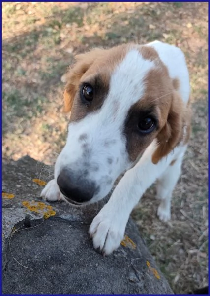 KELLY, CUCCIOLA 5 MESI | Foto 6